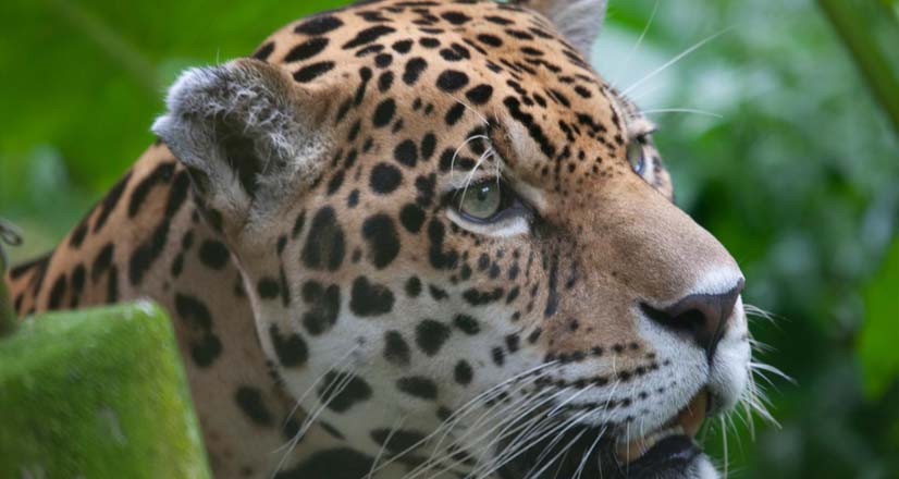 Jaguar en Iquitos