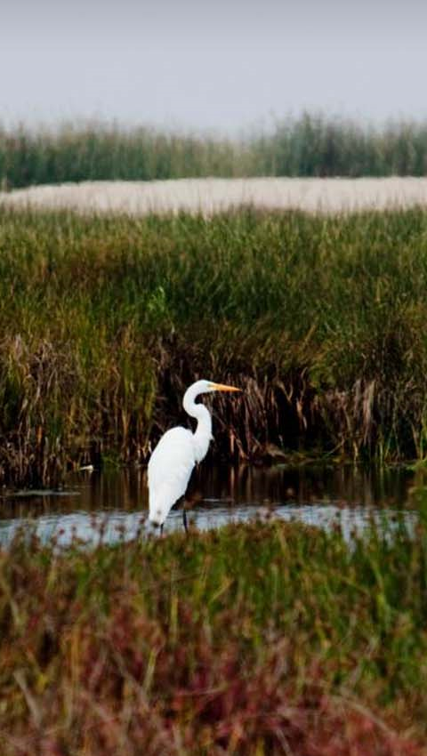 Garza Blanca en Humedales de Ventanilla