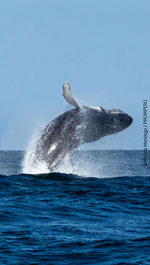 Avistamiento de ballenas, Piura.