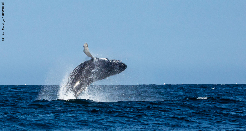avistamiento-de-ballenas-piura-general-desktop