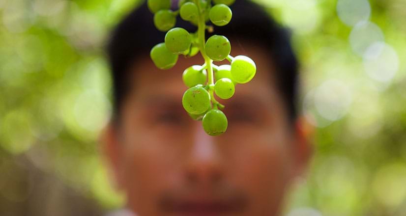  Vignoble Tacama