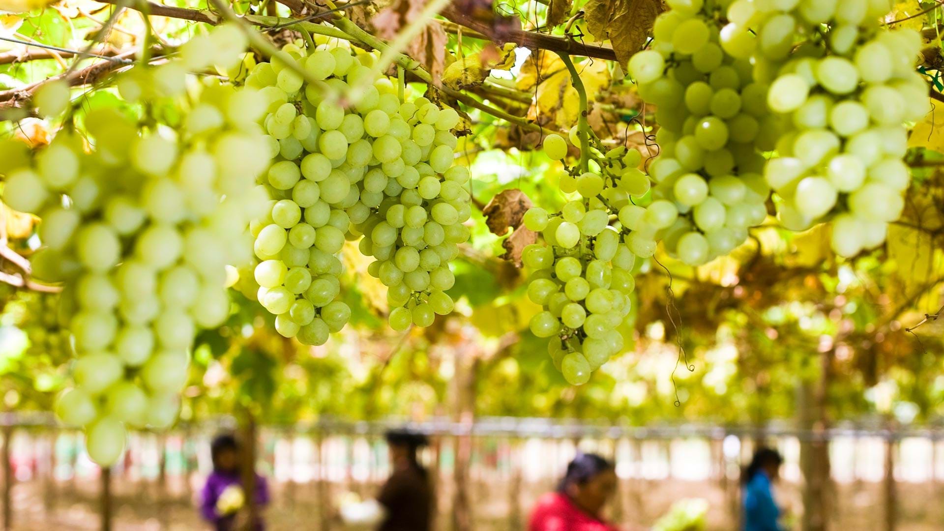 Cavalli peruviani da passo nella cantina e la vigna di Tacama
