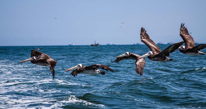 aves-paracas