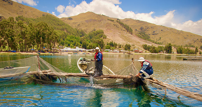 pesca