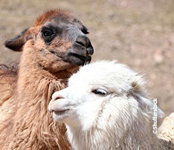 Lamas im Colca-Tal