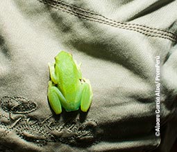 Baumfrosch Baumfrosch