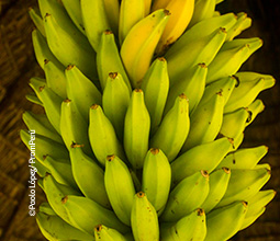Bananen vom Tingana-Reservat.
