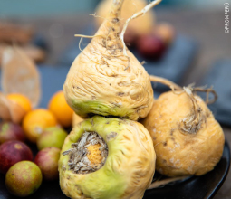 raiz-seca-maca-peruana-mosaico1