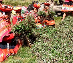 Villagers planting queuñas in the community of Huilloc.