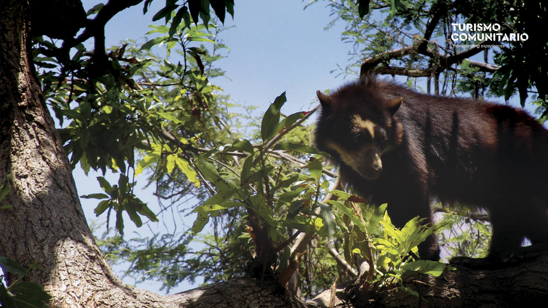 Eyeglass Bear in Chaparrí