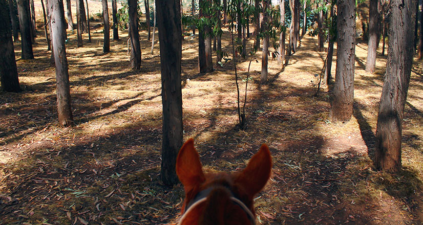 cusco-horseback-information