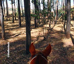 horse back riding through a eucalyptus forest close to Cuzco