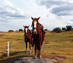 horse stays on a big meadow in the peruvian andes close to Cusco