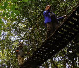 canopy-walkway-en-loreto-mosaico4