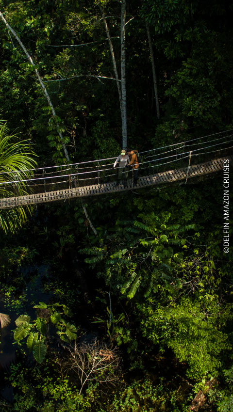 Aerial view of tourists on a canopy walkway