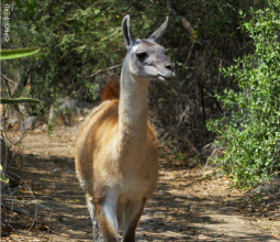 camelido-guanaco-mosaico6