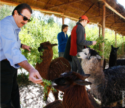 grupo-de-llamas-siendo-alimentadas-por-turistas-mosaico3