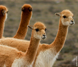 grupo-de-vicunas-cusco-mosaico1
