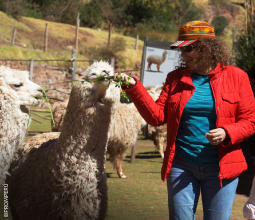turista-alimentando-a-alpaca-mosaico5