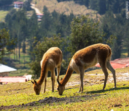 vicunas-comiendo-en-su-habitat-mosaico2