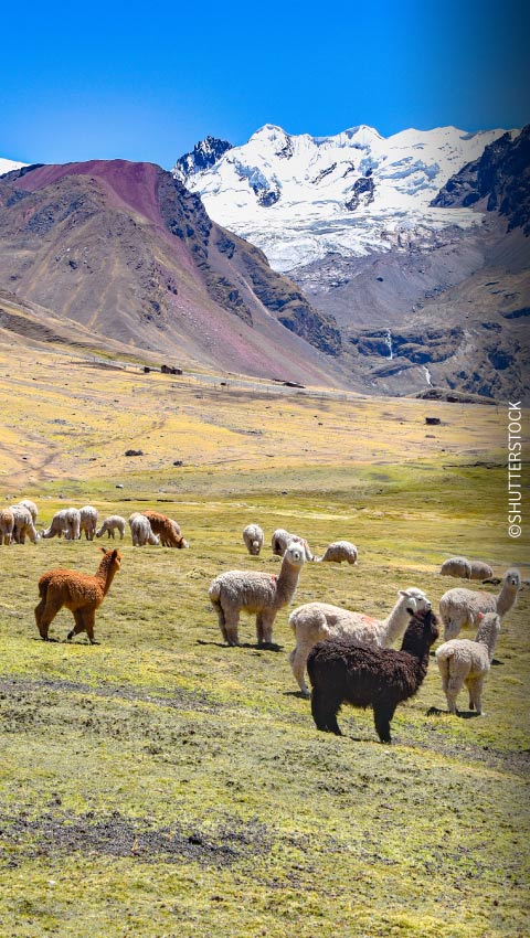 Group of alpacas and llamas in Cusco.