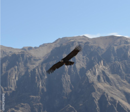 vuelo-del-condor-volcan-de-colca-arequipa-6