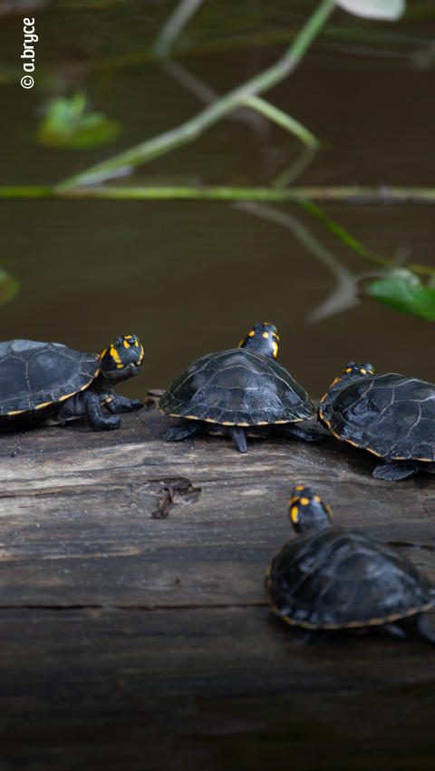 Taricaya turtles at the Quistococha Tourist Complex.