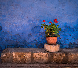 Flowers in the Convent of Santa Catalina