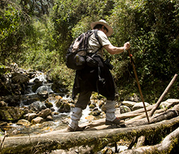 Guide walking on a trunk by the Inca Trail