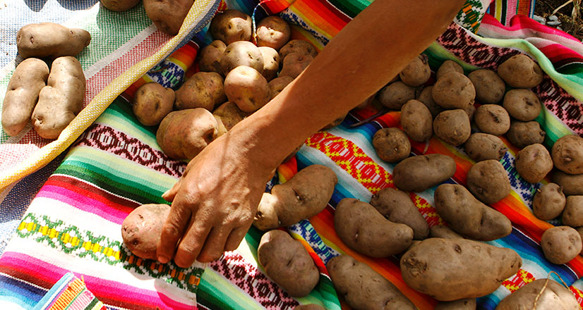 Harvest of potatoes in communities of the Sacred Valley