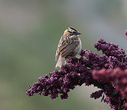 American sparrow in quinoa inflorescence