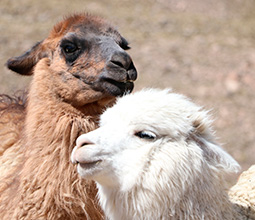 Llamas in the Colca Valley