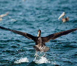 Wildlife in its natural habitat in Paracas
