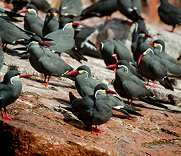 Wildlife in its natural habitat in Paracas