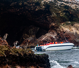 Sea lions swimming in the sea