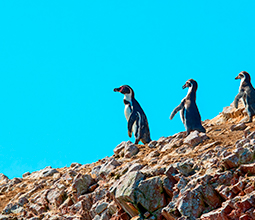 Humboldt Penguins in Paracas