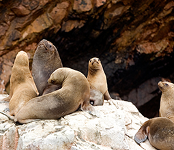 Sea lions swimming in the bay of Paracas
