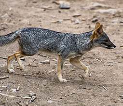 Coastal fox