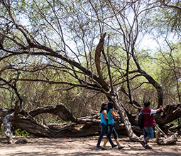 Millenary Tree of the Historic Sanctuary of Pomac