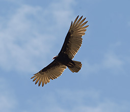 Red headed buzzard