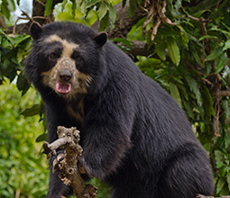 Spectacled bear