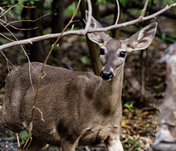 White tailed deer