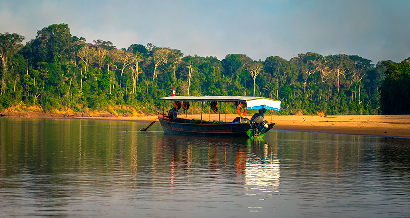 Typical fauna of the Tambopata National Reserve