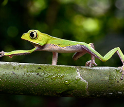Tree frog in the Manu National Park