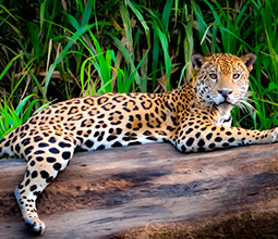 Jaguar on a trunk in the Manu National Park