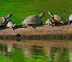 Turtles in the Tambopata National Reserve