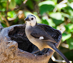 Birds in the Chaparrí Reserve