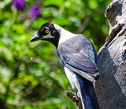 Birds in the Chaparrí Reserve