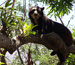 Eyeglasses Bear in Chaparrí