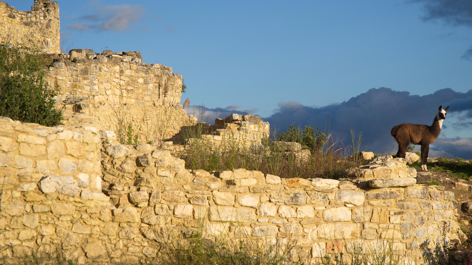 Camelid in the Fortress of Kuelap